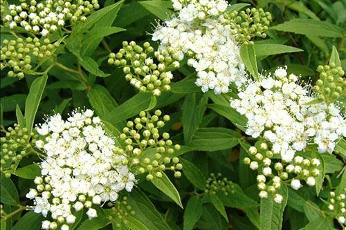 Spirea japonská bílá