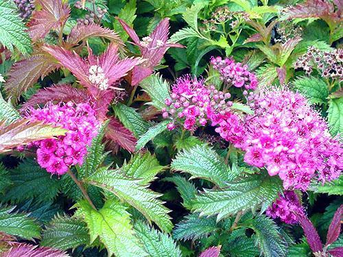 Japońska spirea