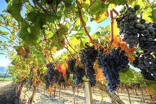 Vineyards of the Moscow Region