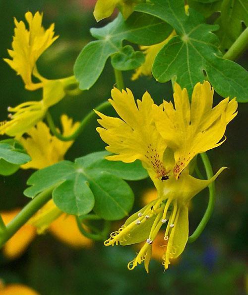 Curly nasturtium cizí