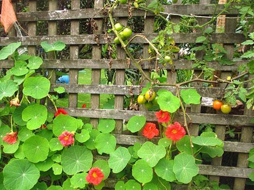 Kudrnaté nasturtium