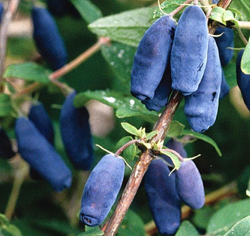 Honeysuckle Gourmet