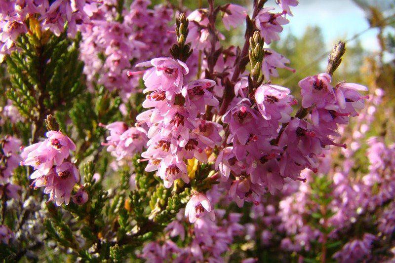 vanlig lyngplanting og stell