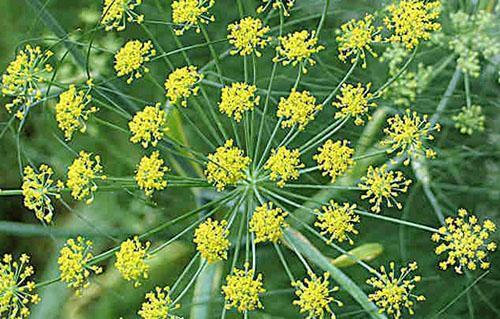 Dill blomstrer i hagen