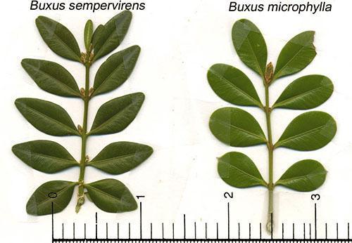 Colchis และ Hyrcanian boxwood