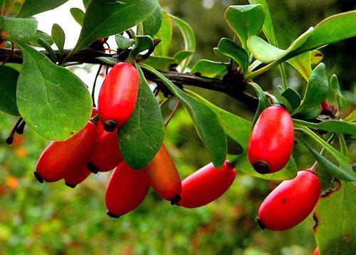 Helbredende berberis