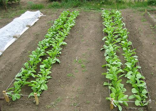 การปลูกหัวไชเท้า daikon ในฤดูร้อน