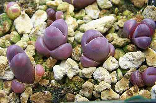 Lithops ในธรรมชาติ