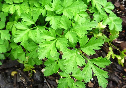 Parsley sa hardin ng hardin