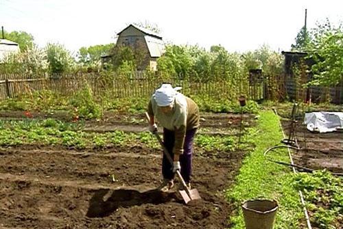 Forbereder jorden for å plante rødbeter