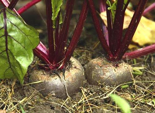 Plante rødbeter i det åpne feltet