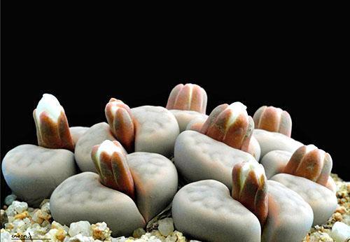 Lithops kvete