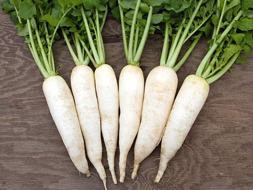 หัวไชเท้า Daikon