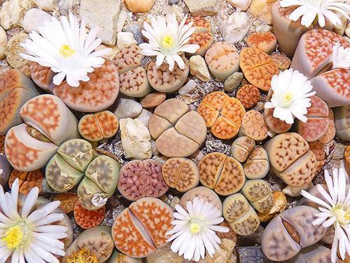 Ogród Lithops