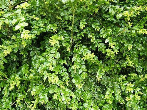 Boxwood เอเวอร์กรีน