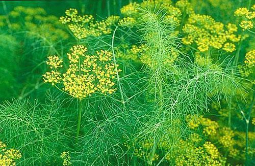 Dill สุกที่กระท่อมฤดูร้อนของพวกเขา