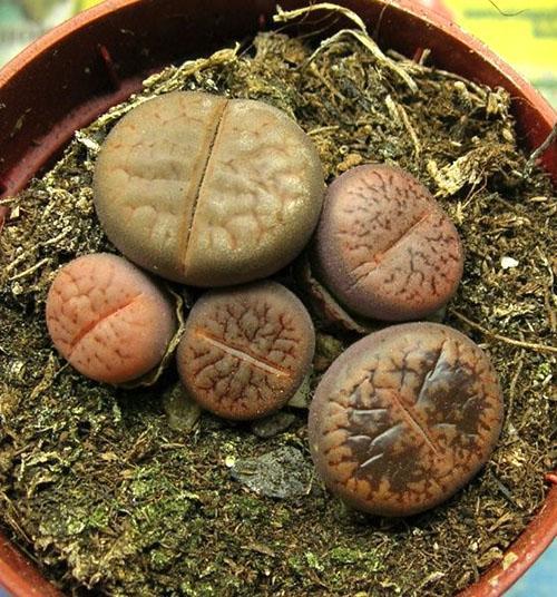 lithops ที่น่าตื่นตาตื่นใจ