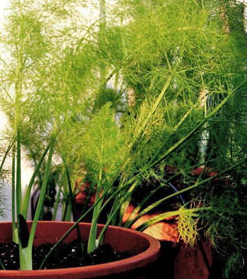 Dill บน windowsill