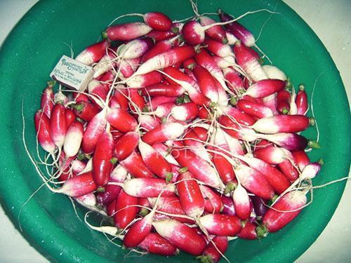 Fransk frokost Radish Harvest