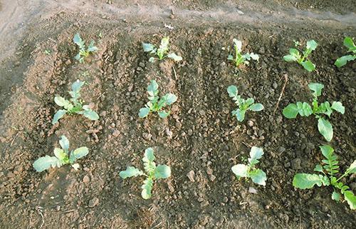 Rzodkiew daikon posadzona w lipcu wzrosła