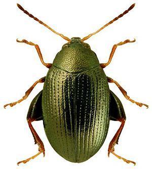 Beetle ciemnozielony