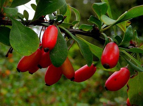 Barberry ทั่วไปใช้ในทางการแพทย์