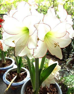 Hippeastrum blomstrer hjemme