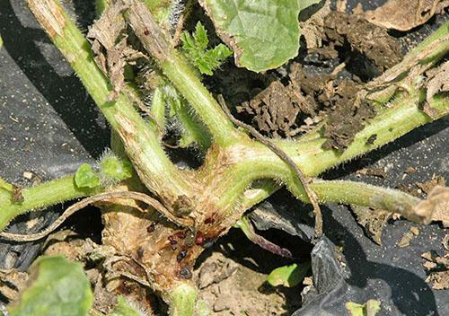 Fusarium więdnięcie arbuzów