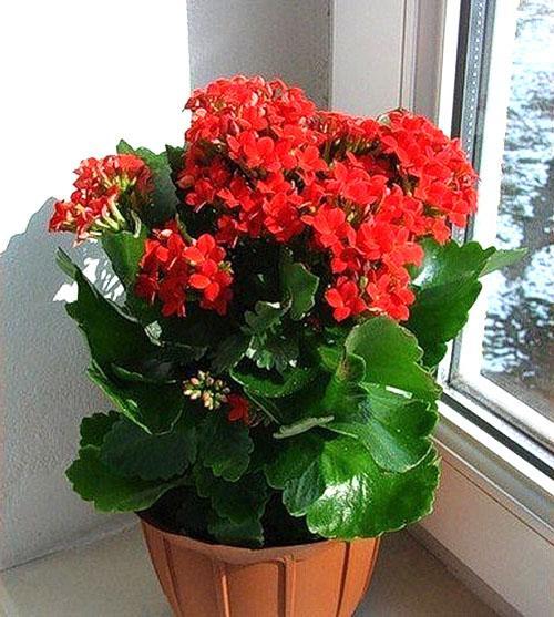 Kalanchoe Blossfeld