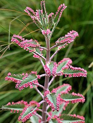 Kalanchoe Dergemon