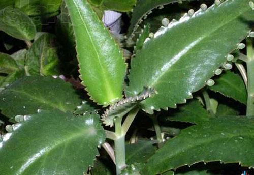 Kalanchoe Dergemon