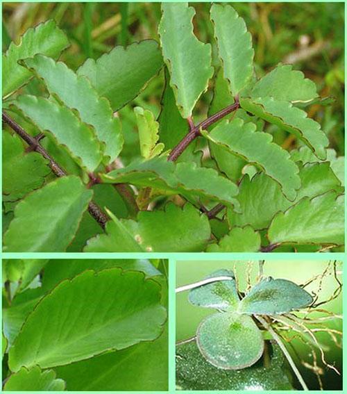 Kalanchoe pinnate - vynikající lék na nachlazení