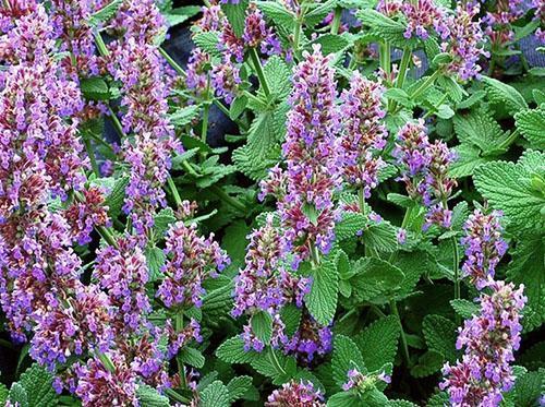 Catnip blomstrer vakkert