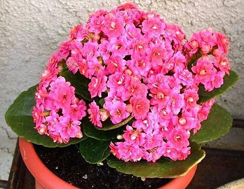 ผสม Kalanchoe มินิที่ออกดอกมากมาย