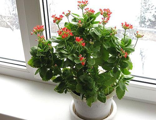 พุ่มไม้ Kalanchoe อายุสองปีตัดแต่งกิ่ง