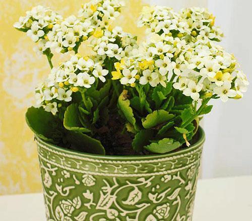 กระถางและดอกไม้ Kalanchoe ที่เข้ากันอย่างลงตัว