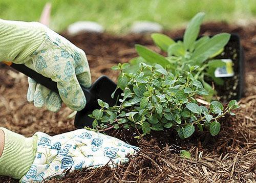 Vi transplanterer mynte fra hagen til potten