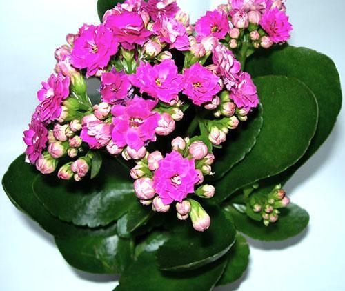 ช่อดอก Kalanchoe มีหลายสี