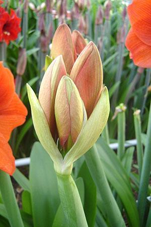 Hippeastrum blomsterstand