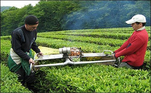 Cięcie kwiatów mięty na plantacjach