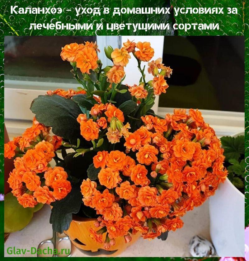 Kalanchoe hjemmetjeneste