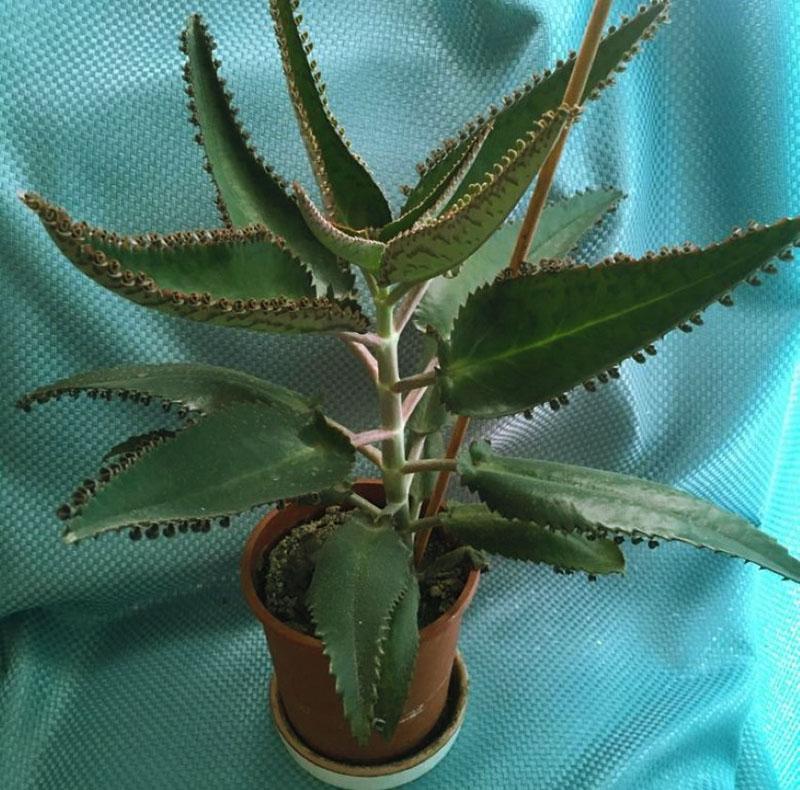 medisinsk Kalanchoe