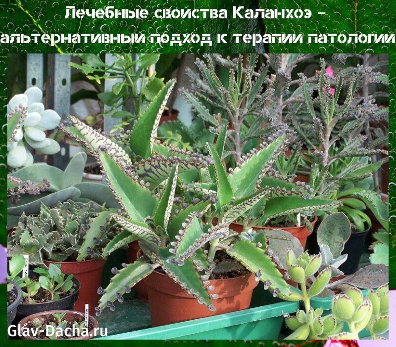 léčivé vlastnosti Kalanchoe