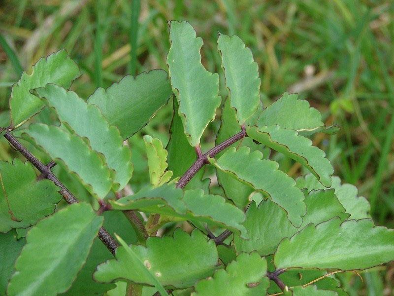 Kalanchoe pierzaste