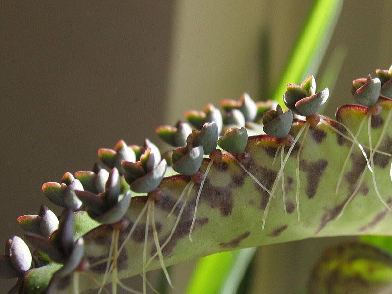 Kalanchoe Dergemon