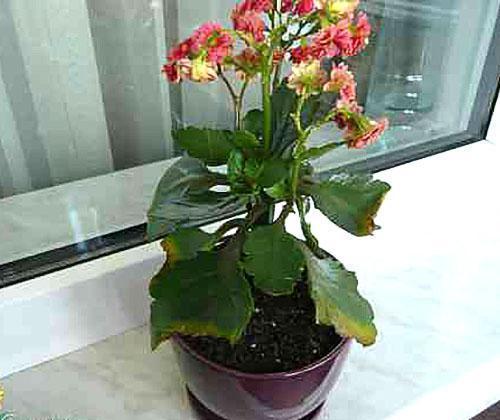 ทำไมใบไม้ Kalanchoe ถึงเปลี่ยนเป็นสีเหลือง