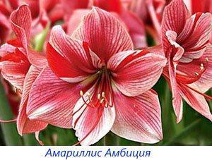 Amaryllis ความทะเยอทะยาน