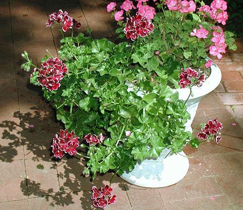 Ampel pelargonium v ​​krajinářském designu