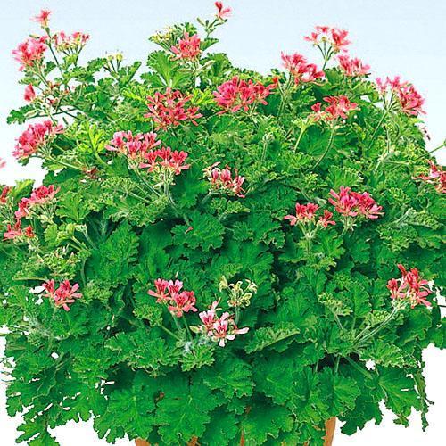 Pelargonium angielskie o zapachu przypraw