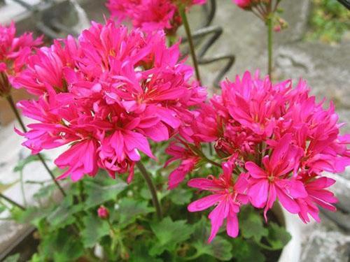 Blooming terry pelargonium Lotta Lundberg